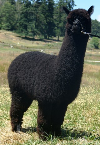 Alpaca For Sale - Patagonia's Mondavi at Greenbriar Farm 